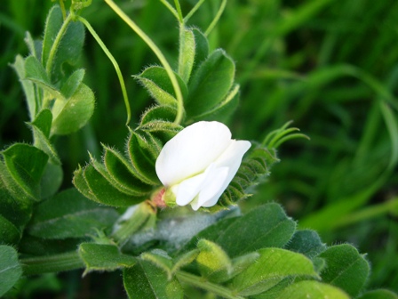 Vicia gr. sativa